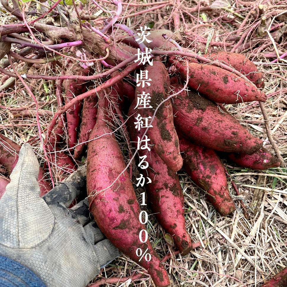 冷凍焼き芋 約2kg 【 茨城県産 紅はるか 】 冷凍 焼き芋 さつ