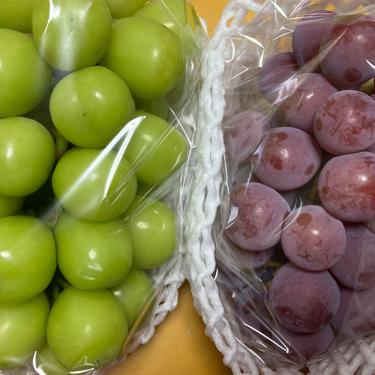 【定期便】ぶどう 品種ランダム2房セット【2025年8月から3か