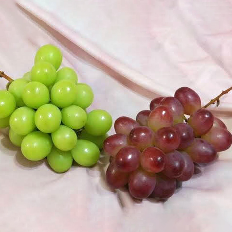 【定期便】ぶどう 品種ランダム3房セット【2025年8月から3か