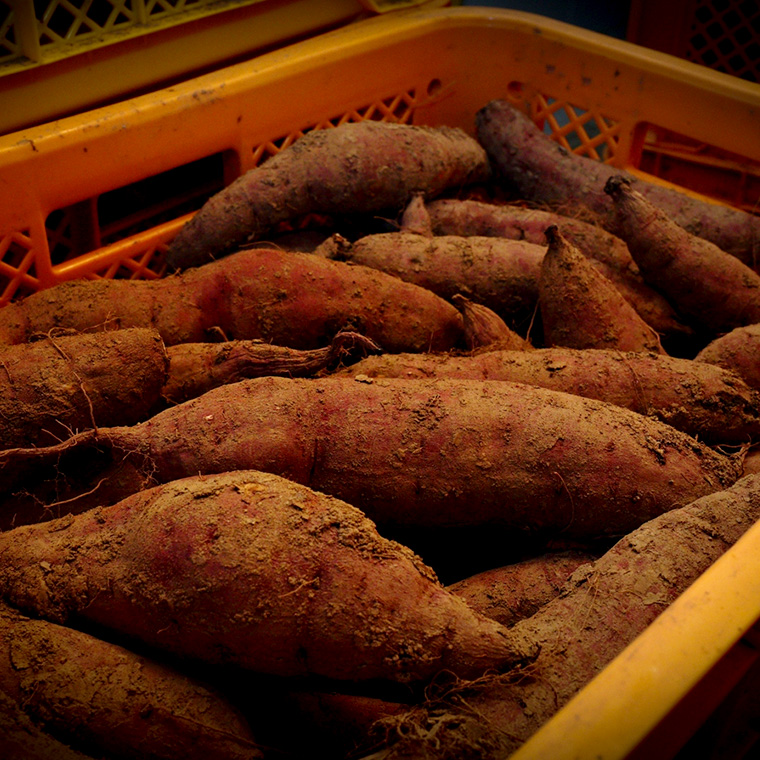 【 訳あり 】 干し芋 紅はるか ( シロタ ) ( 800g真空パック ) 