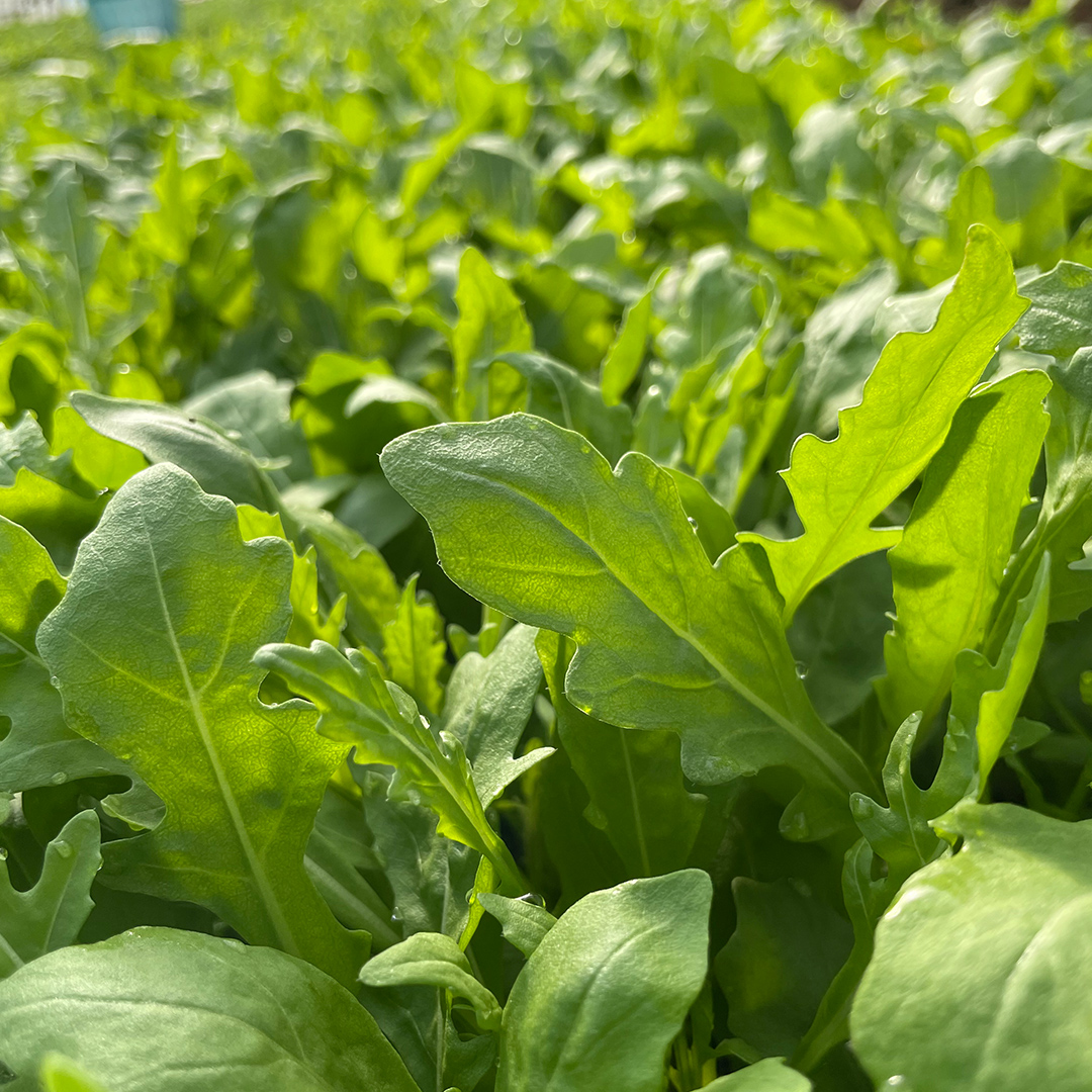 つくばみらい市 で栽培した セルバチカ ( ワイルドルッコラ