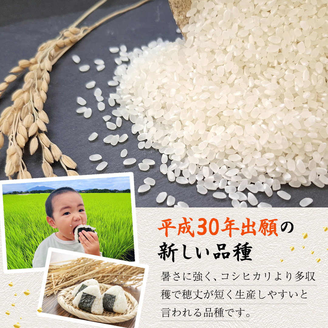 ＜ 新米 ＞ 令和7年産 茨城県産 白米 にじのきらめき 10kg 【2