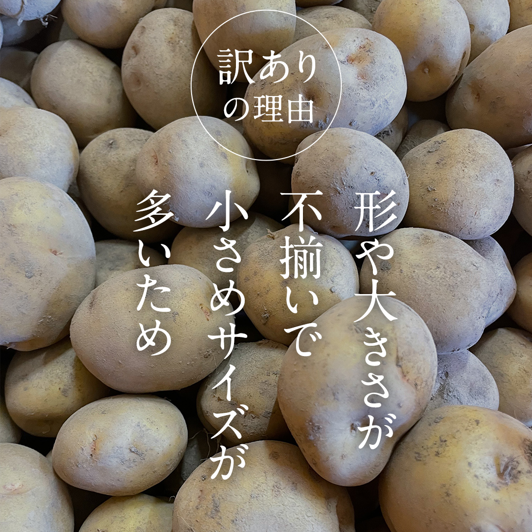【訳あり】ミニ ジャガイモ ( キタアカリ )  10kg 田んぼで作