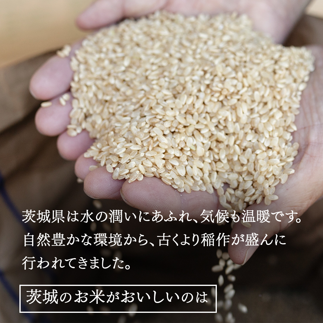 令和7年産 茨城県産 玄米 ミルキークイーン 10kg （5kg×2袋） 