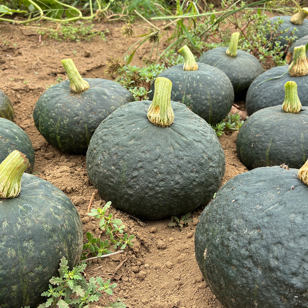 【 訳アリ 】完熟かぼちゃ ブラックのジョー 5kg（3～4玉） 