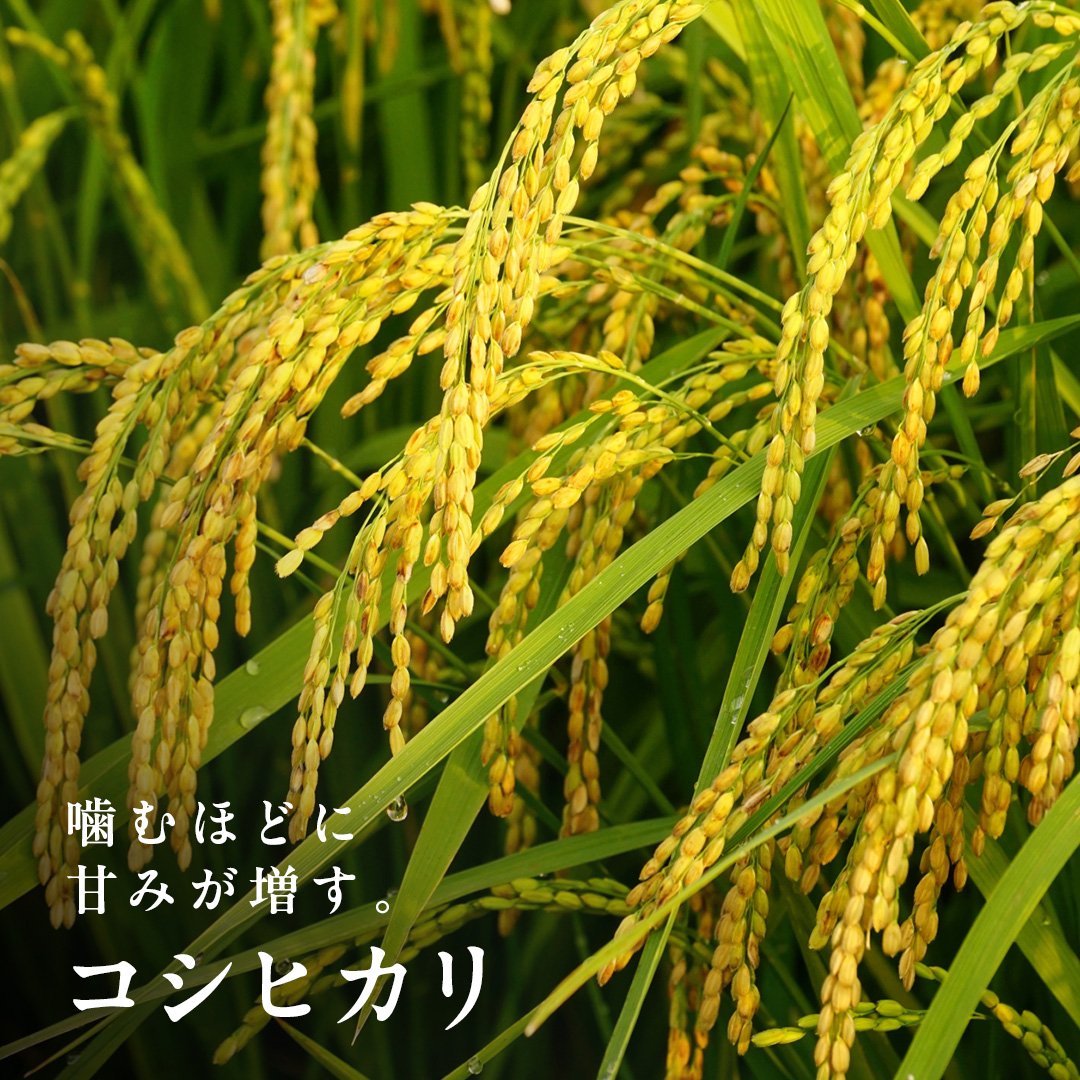 【 無洗米 】令和7年産 新米 コシヒカリ 10kg 茨城県つくばみ