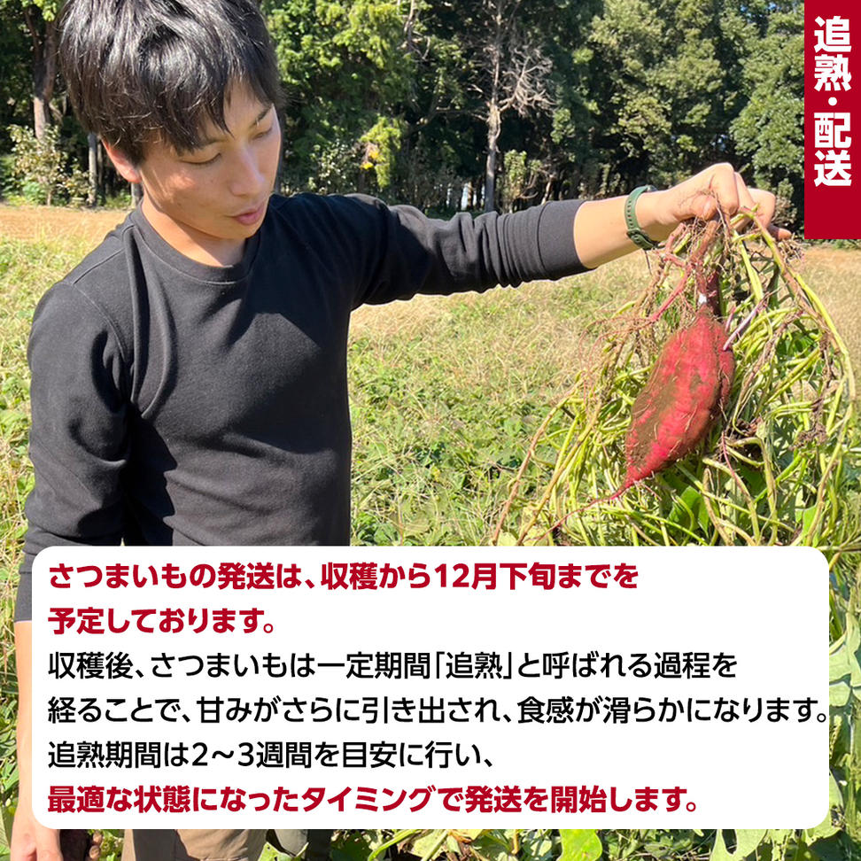 茨城県産 紅はるか 5kg 土付き 無選別 熟成 さつまいも 生芋 
