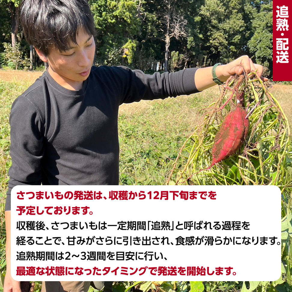 茨城県産 紅はるか 10kg 土付き 無選別 熟成 さつまいも 生芋
