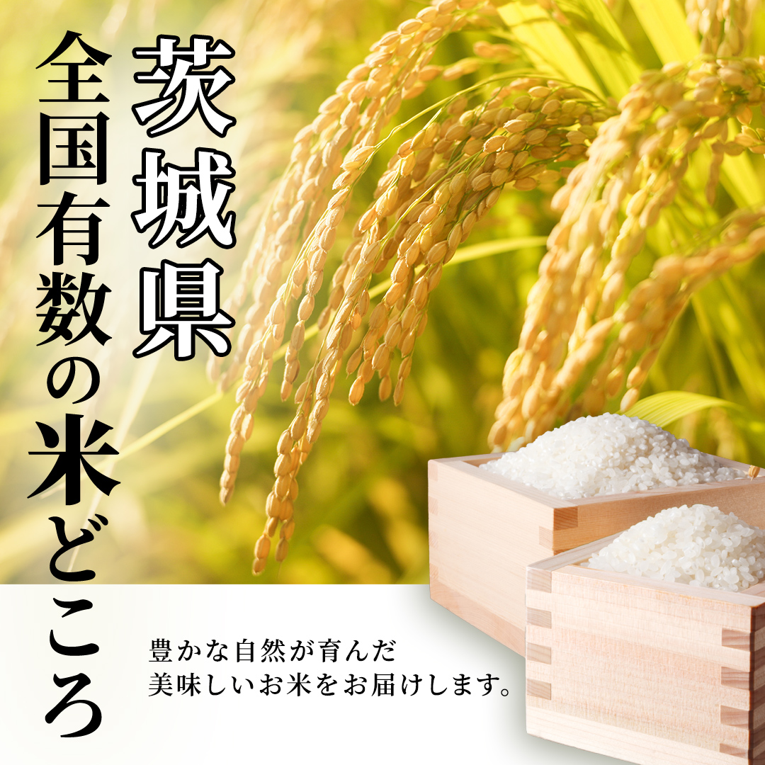 【12月上期出荷】 コシヒカリ 20kg 令和7年産精米 【 数量限
