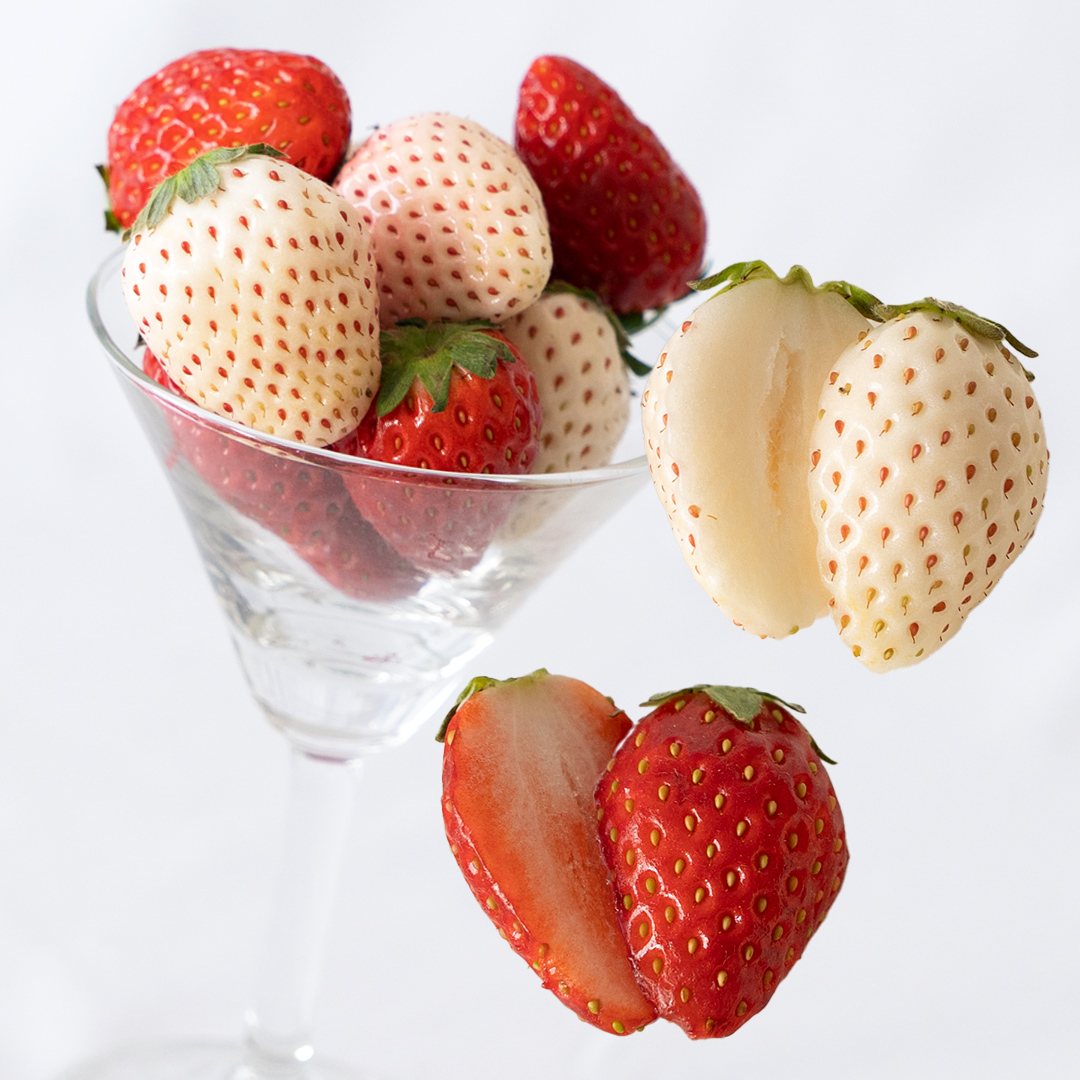 赤白いちごの宝石箱アソート 36粒 【2025年12月から発送開始