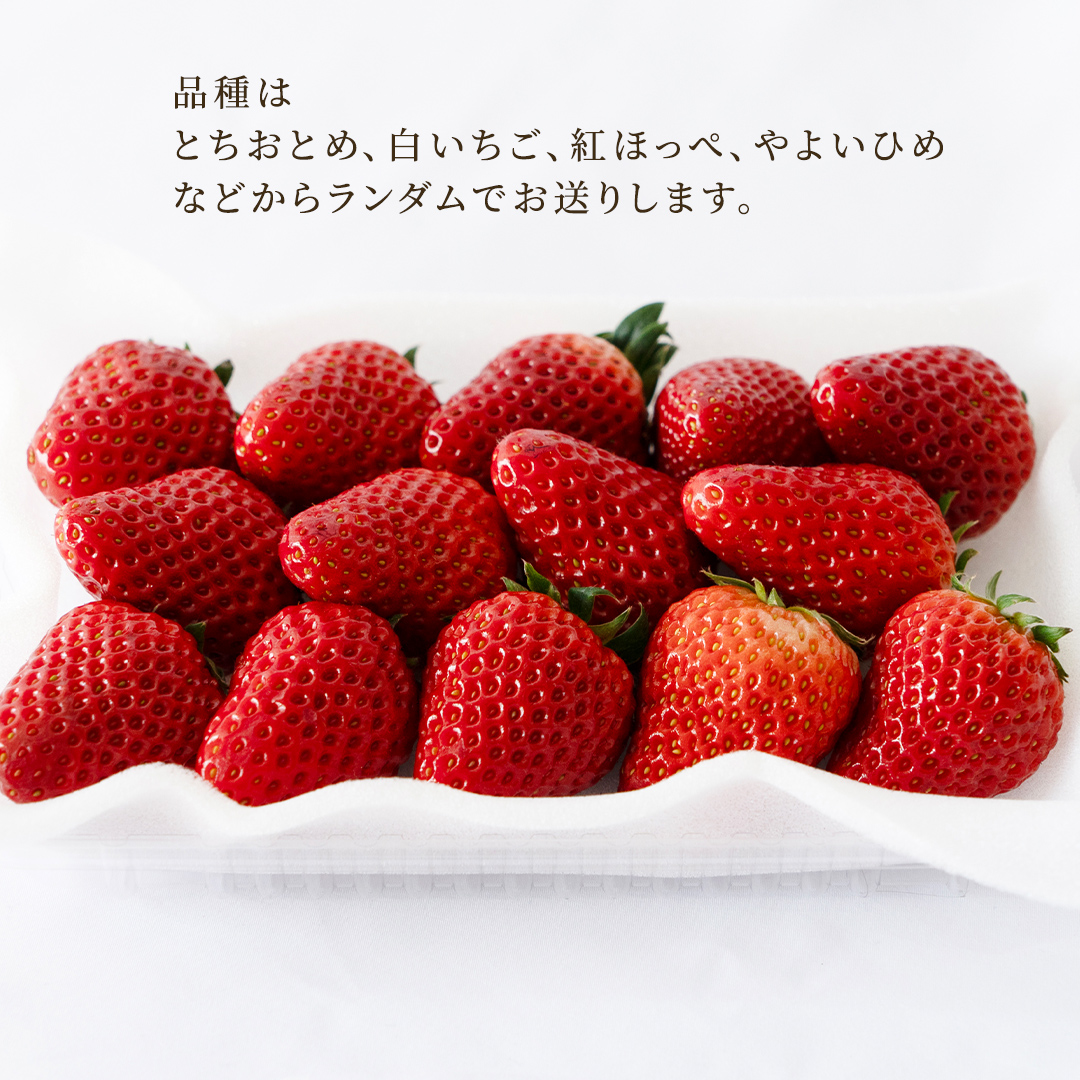 【定期便】いちご3ヶ月連続お届け便 （250g×4パック）×3回