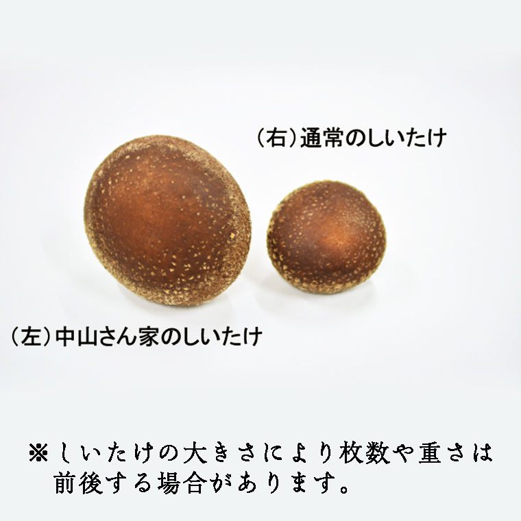 中山さん家の肉厚ジャンボしいたけ約1kg（15枚程度）【菌床