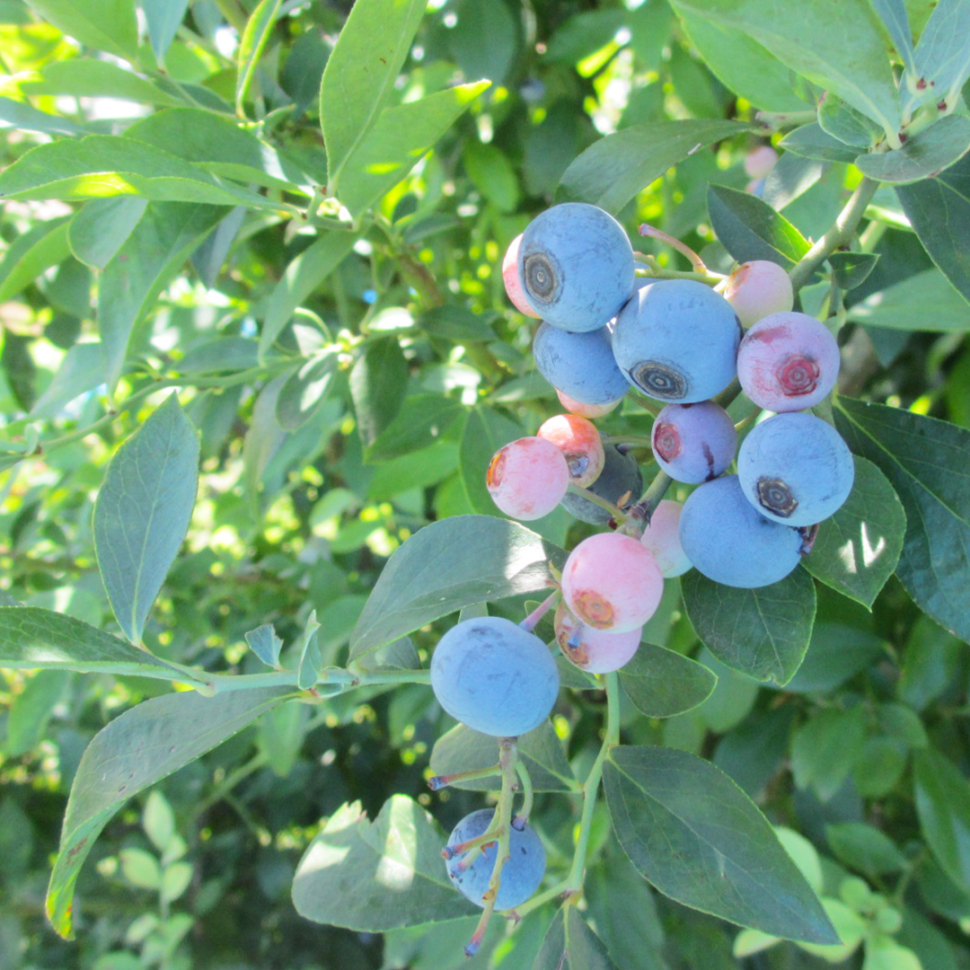 つくばみらい市 産 冷凍 ブルーベリー 800g ( 400g ×2パック ) 