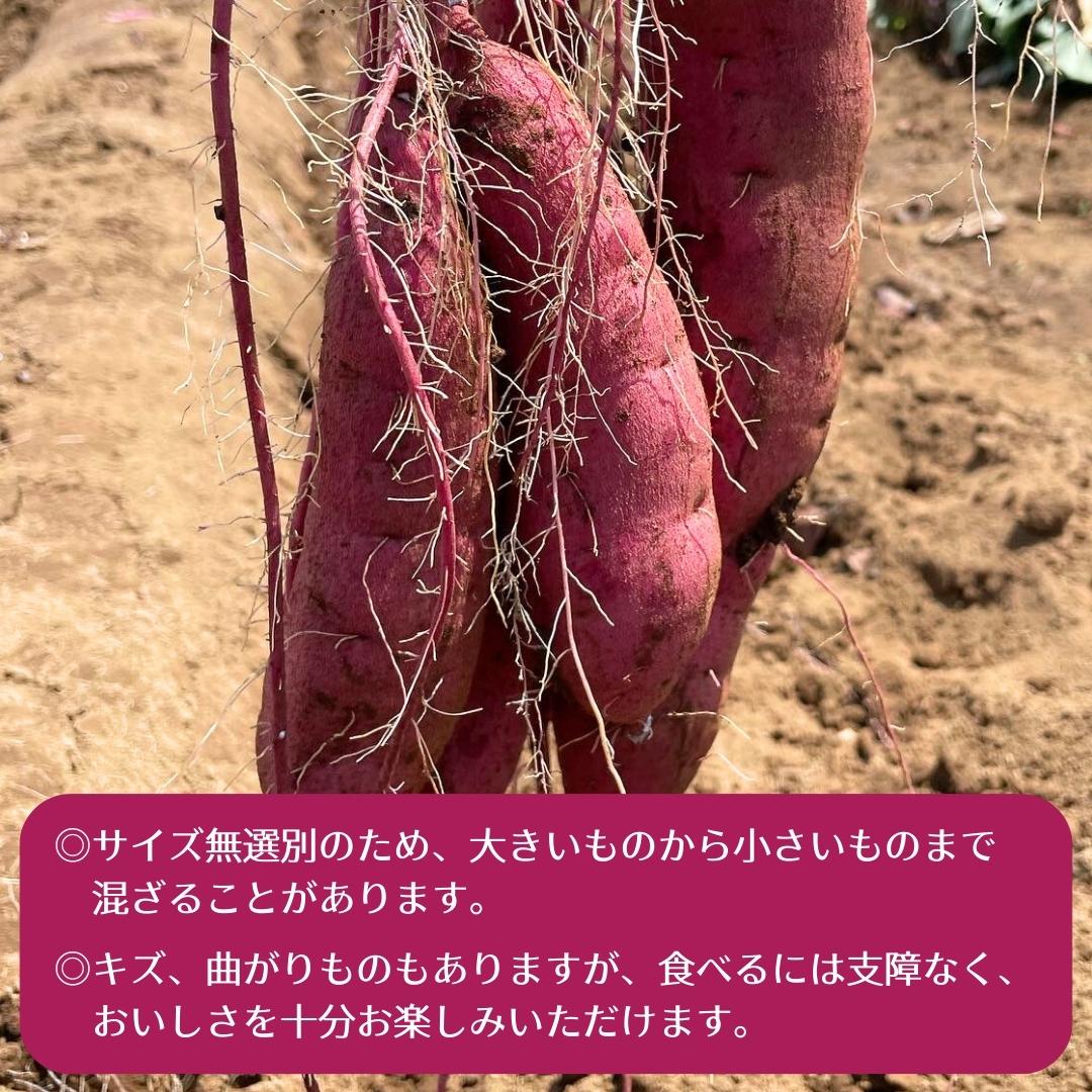 【 先行予約 】茨城県産 さつまいも 紅はるか 5kg （ 土付き 