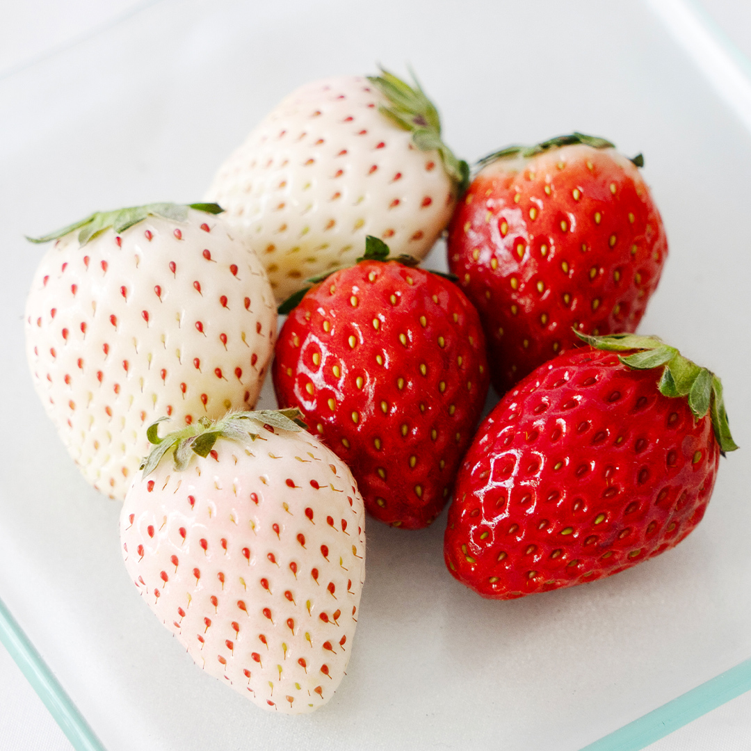 赤いちご と 白いちごの宝石箱 36粒 【12月から発送開始】（