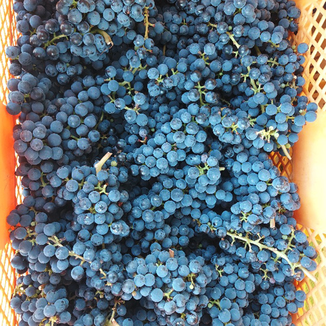 つくばみらい市産ぶどうを使った「 アロマティックな 赤ワ