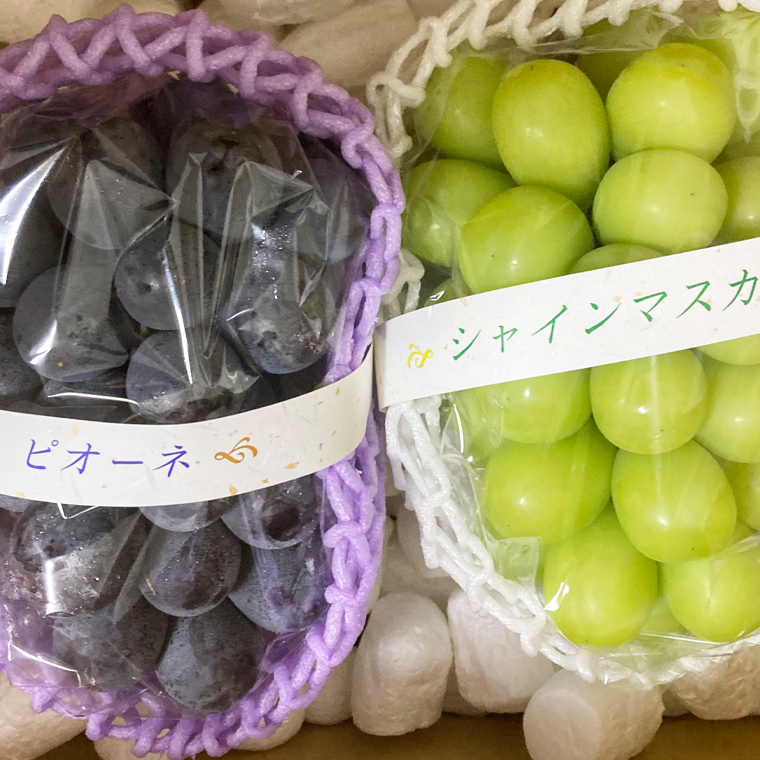 【定期便】ぶどう 品種ランダム2房セット【2025年8月から3か