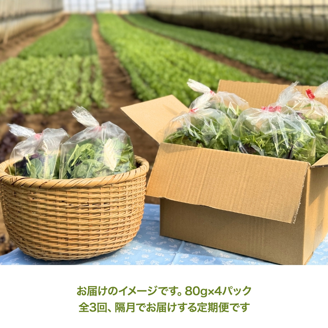 【 定期便 】全3回隔月でお届け！ 黒澤農園 の ベビーリー