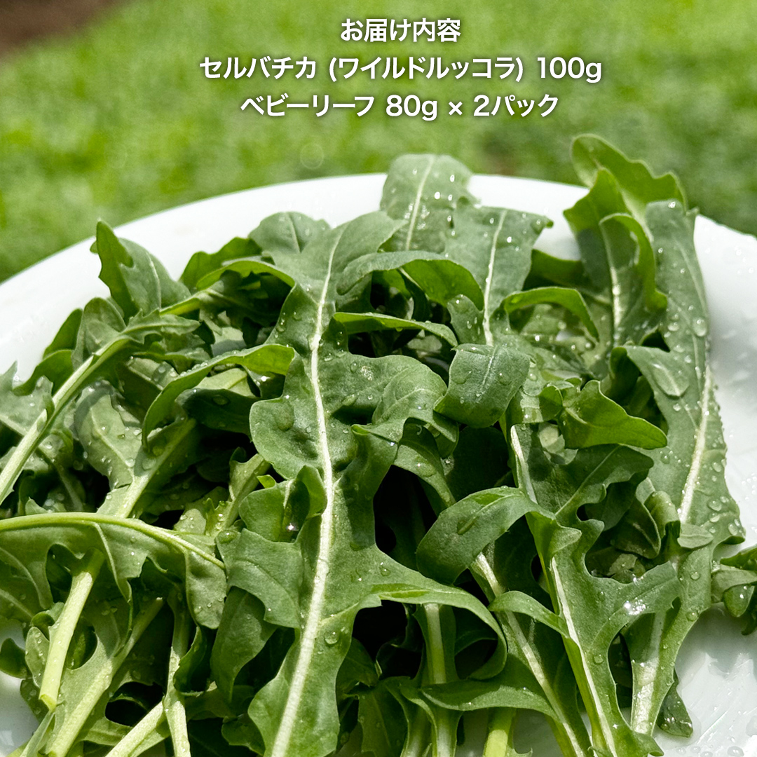 セルバチカ (ワイルドルッコラ) 100g と ベビーリーフ (80g × 2