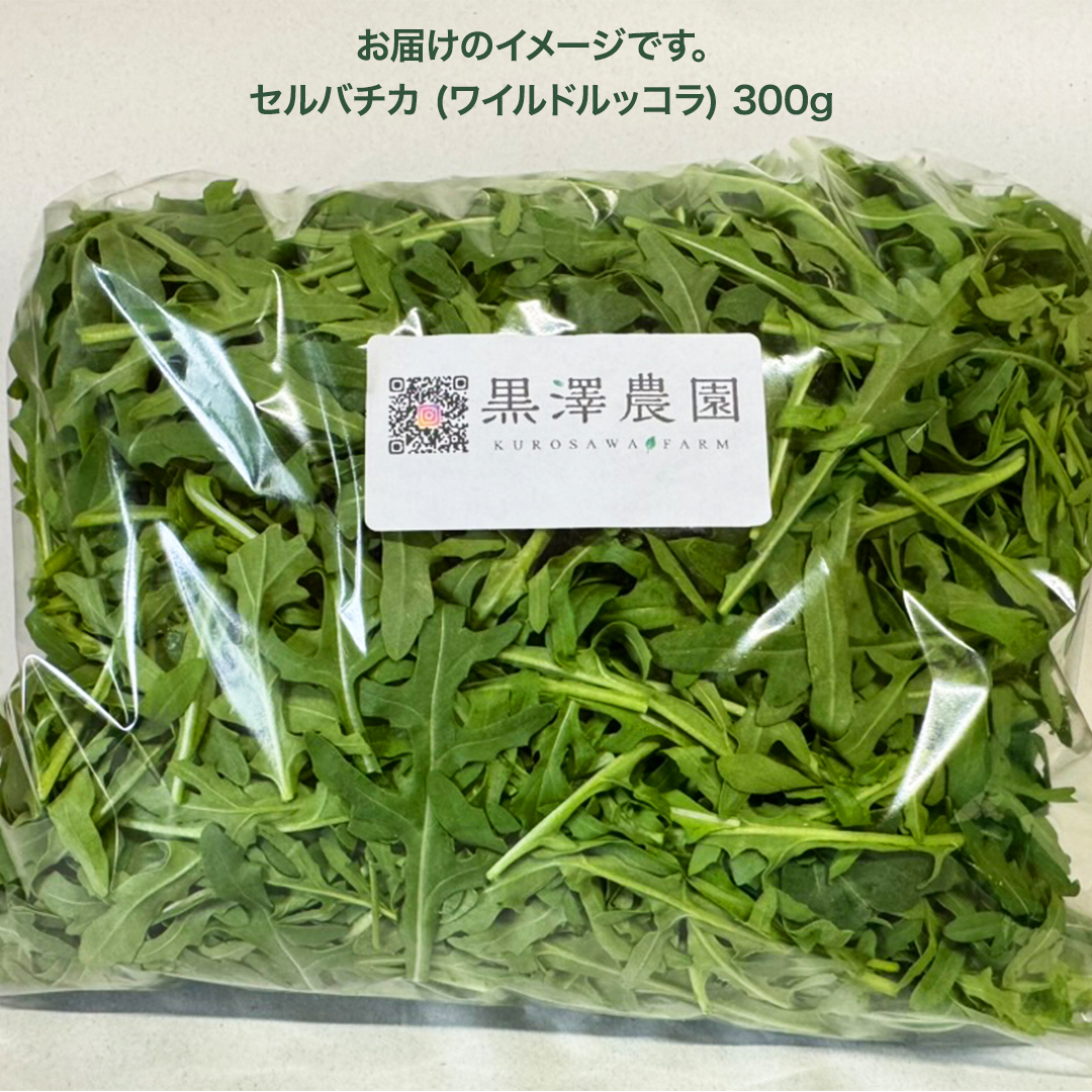 つくばみらい市 で栽培した セルバチカ ( ワイルドルッコラ