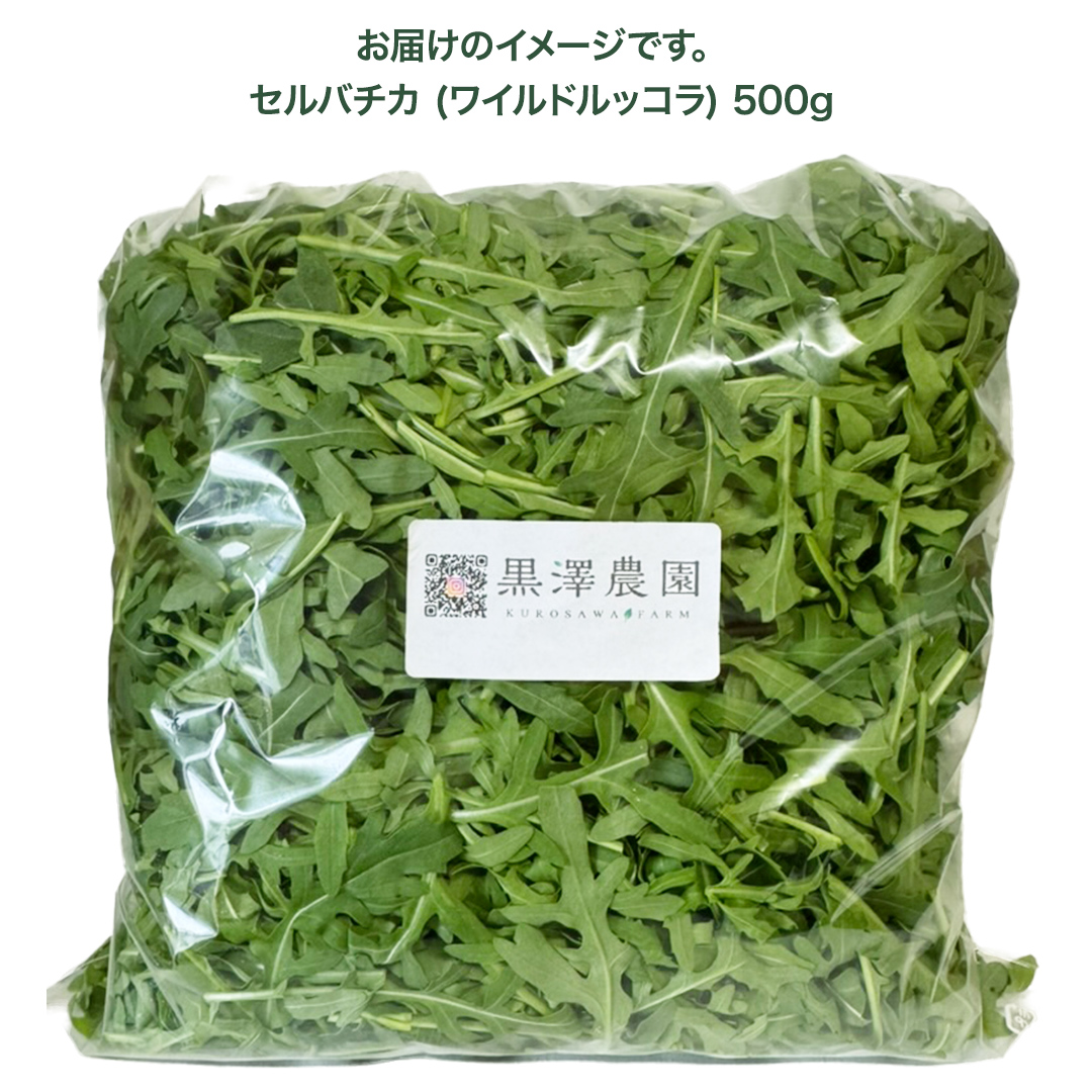 つくばみらい市 で栽培した セルバチカ ( ワイルドルッコラ