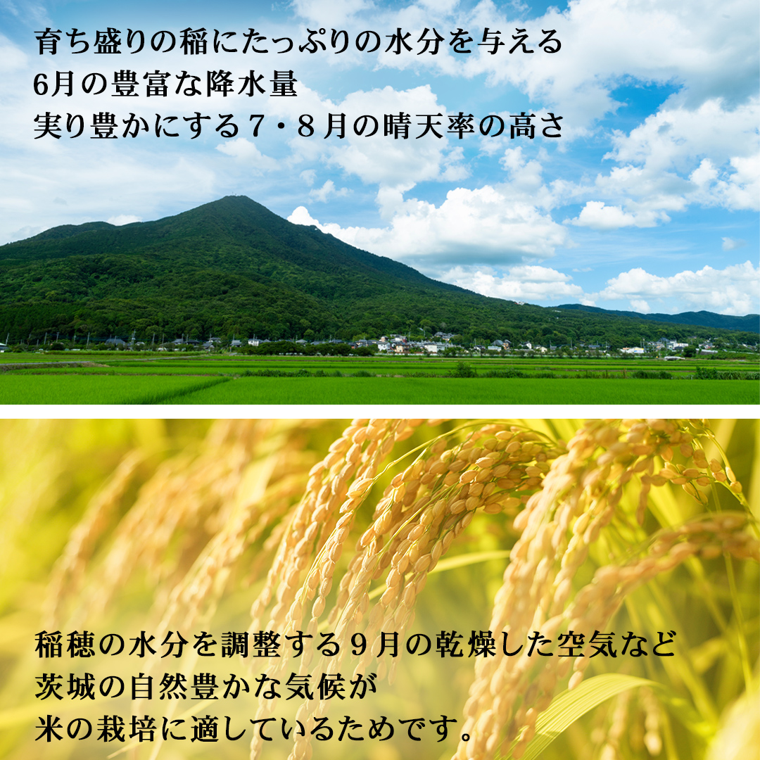 【1kg増量中】 令和7年産 茨城県産 精米 特別栽培米 コシヒ