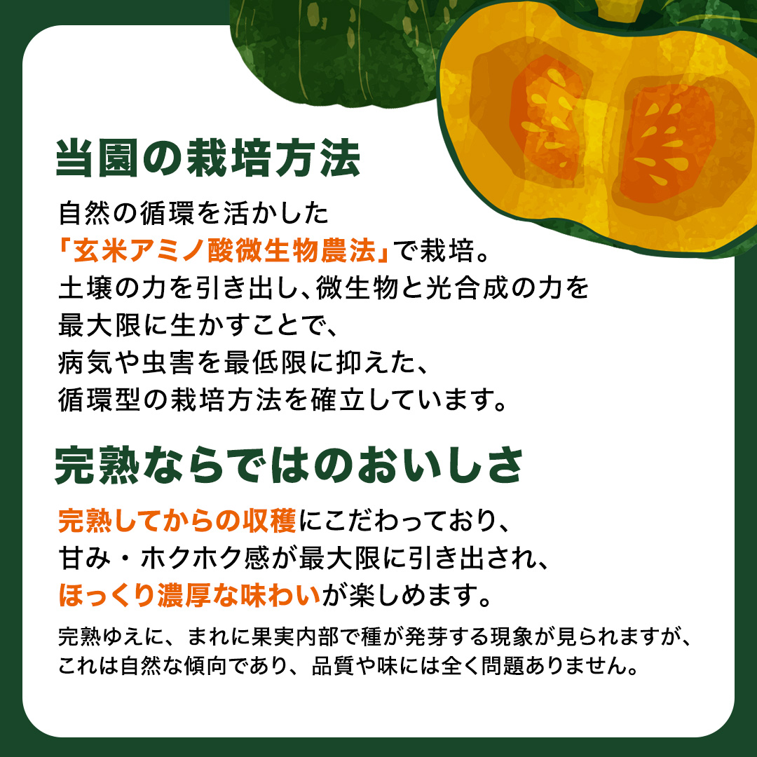 【 訳アリ 】完熟かぼちゃ ブラックのジョー 5kg（3～4玉） 