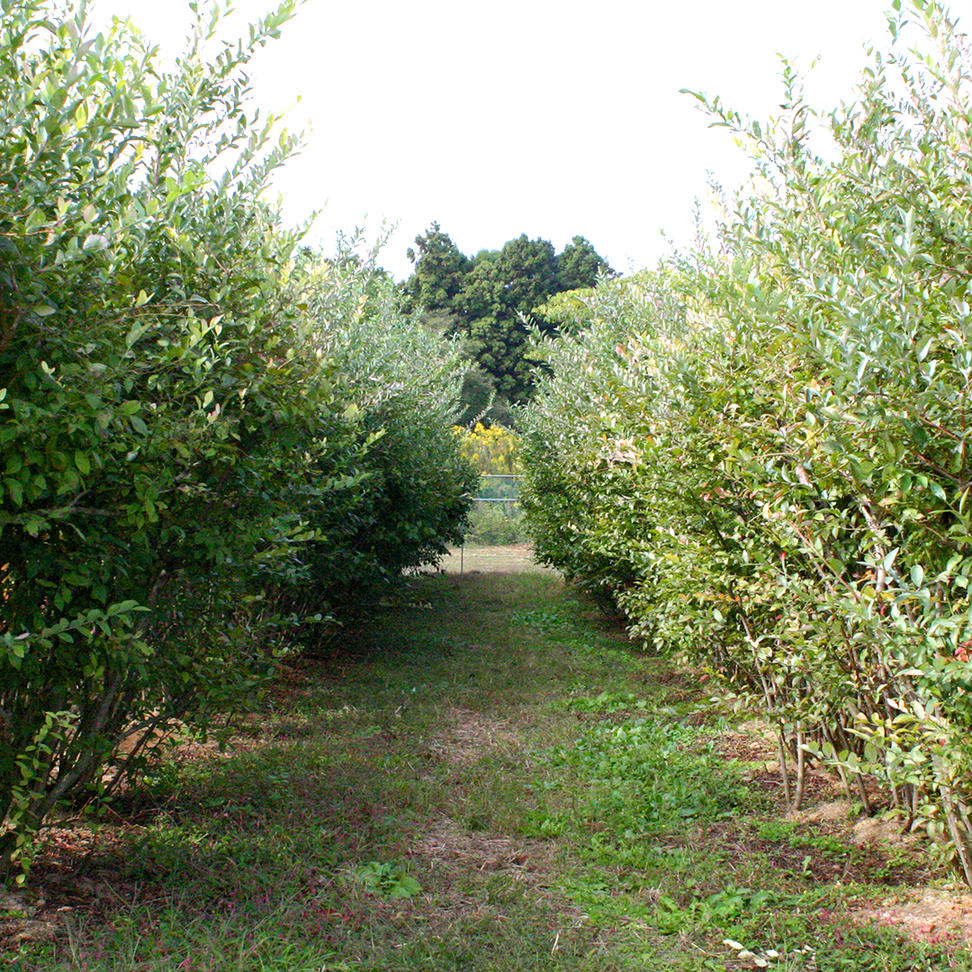 つくばみらい市 産 冷凍 ブルーベリー 800g ( 400g ×2パック ) 