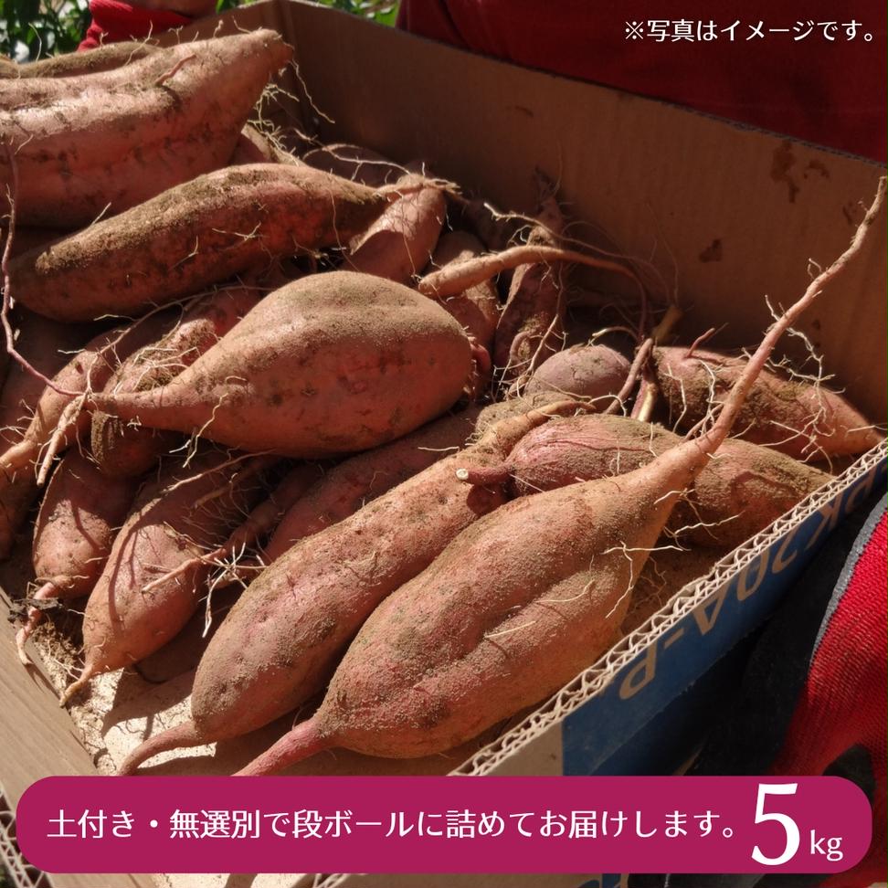 【 先行予約 】茨城県産 さつまいも 紅はるか 5kg （ 土付き 