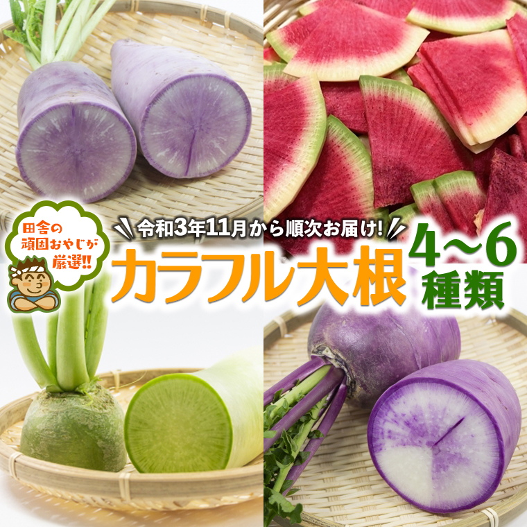 田舎の頑固おやじが厳選！カラフル大根4から6種【令和3年11