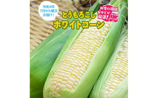 もろこしはこれだっぺセット！とうもろこし（ホワイトコ