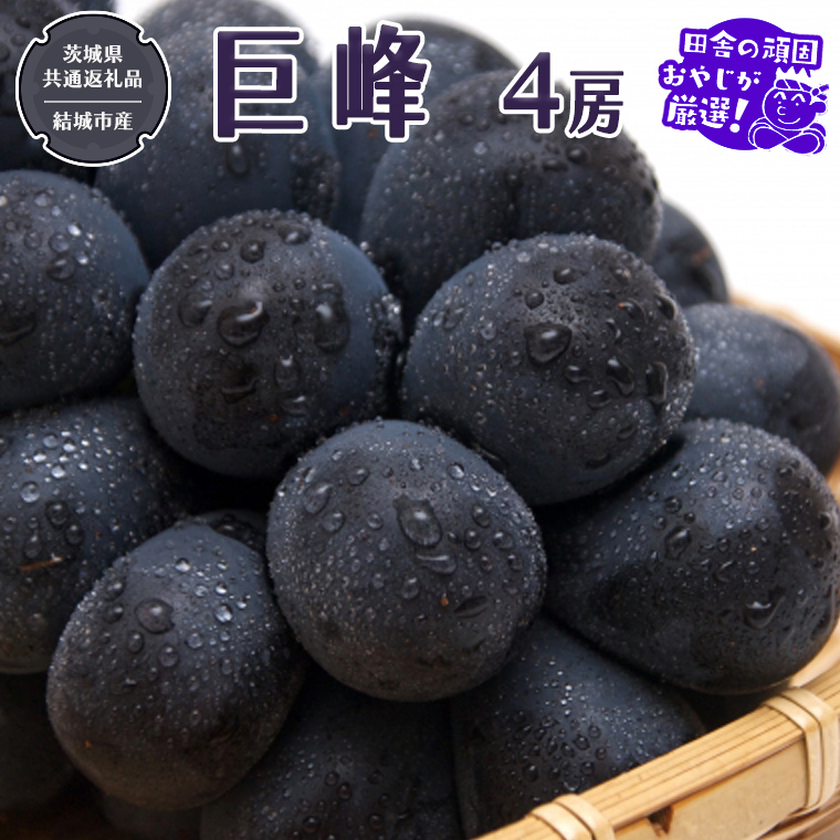 巨峰 4房 【2025年8月より発送開始】（茨城県共通返礼品 [ぶ
