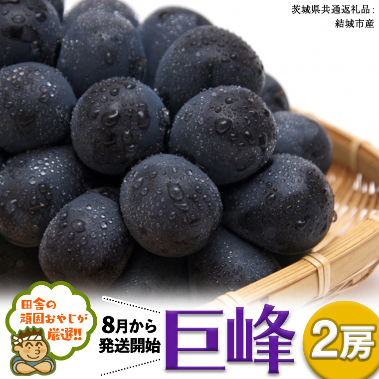 巨峰 ２房【2025年8月より発送開始】 （茨城県共通返礼品 [