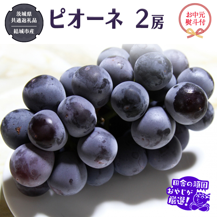 【お中元 熨斗付】 ピオーネ 2房 【2025年7月より発送開始】 