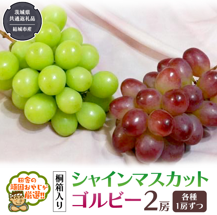 【 桐箱入り 】 シャインマスカット と ゴルビー （各種1房