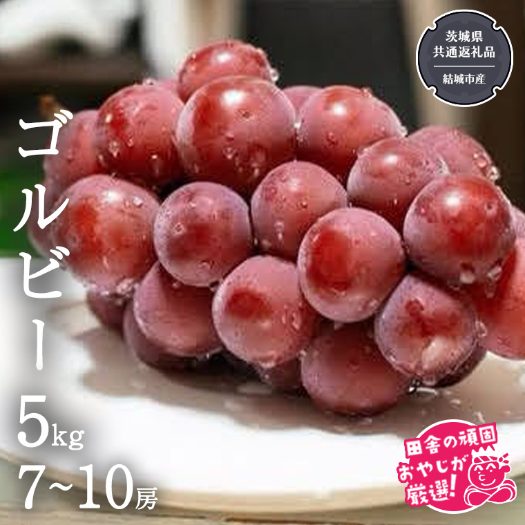 ゴルビー 5kg (7～10房) 【2025年9月より発送開始】（茨城県共