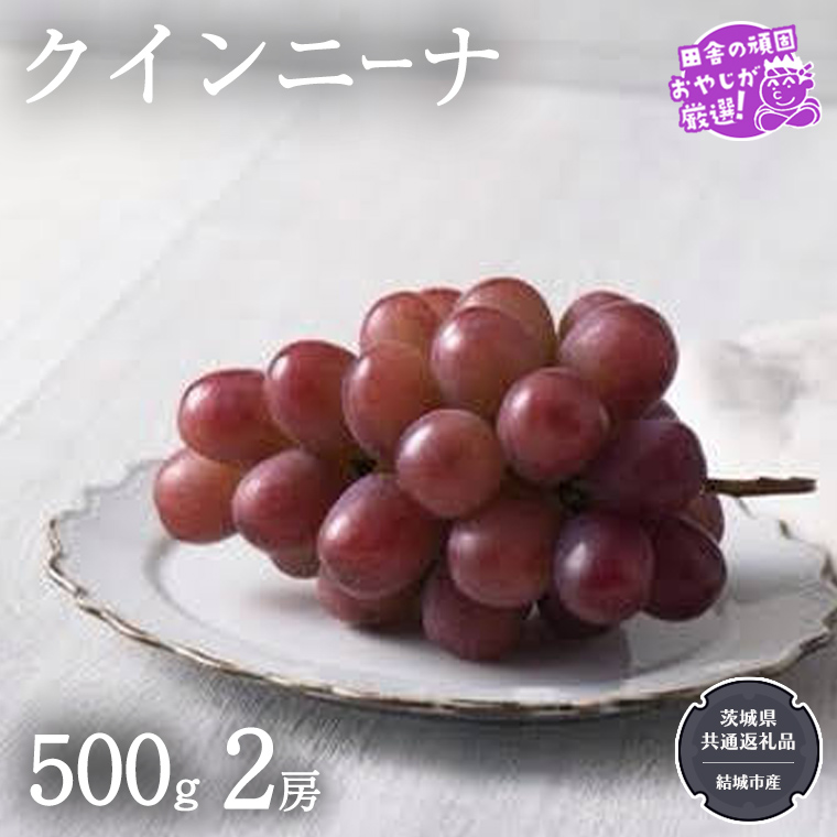 クインニーナ 500g×2房【2025年9月より発送開始】（茨城県共