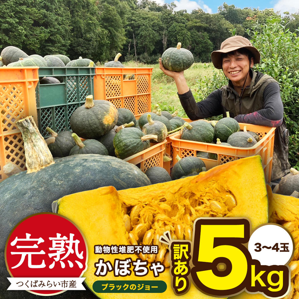 【 訳アリ 】完熟かぼちゃ ブラックのジョー 5kg（3～4玉） 