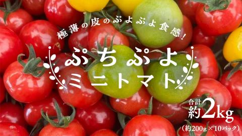プチぷよ ミニトマト 合計約2kg (約200g × 10パック)トマト ミニトマト プチぷよ 新鮮 美味しい 野菜