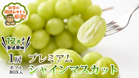 [お歳暮熨斗付]プレミアムシャインマスカット1房 ギフトBOX入り [令和6年12月より発送開始] 田舎の頑固おやじが厳選! 茨城県 県産 つくばみらい市 人気 厳選 果物 くだもの 旬 旬の果物 旬