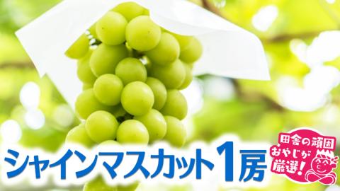 シャインマスカット1房[令和4年8月から順次お届け] 田舎の頑固おやじが厳選!