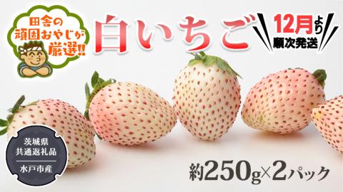 白いちご約250g×2パック[令和6年12月より発送開始](茨城県共通返礼品:水戸市産)田舎の頑固おやじが厳選! 茨城県 県産 人気 厳選 果物 くだもの 旬 旬の果物 旬のフルーツ 白イチゴ