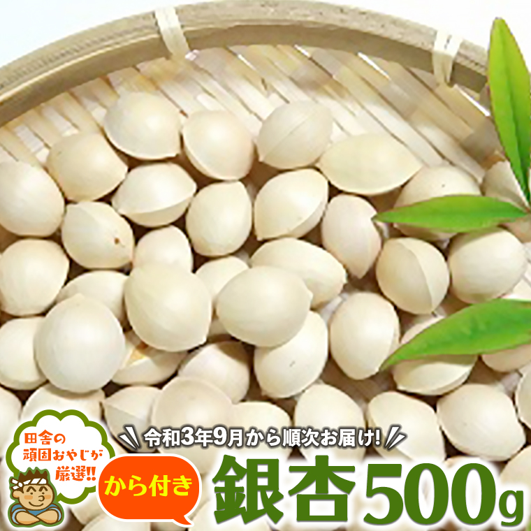 田舎の頑固おやじが厳選！ から付き銀杏500ｇ【令和3年9月