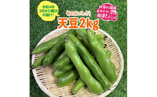 天豆2kg【令和4年3月から順次お届け】田舎の頑固おやじが厳