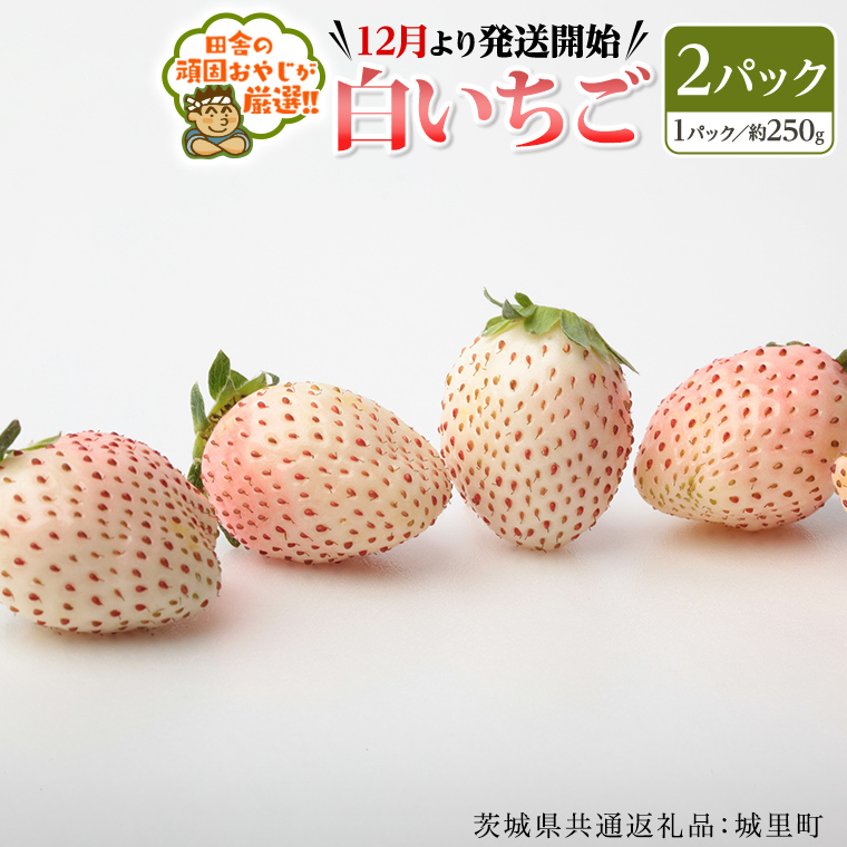 白いちご約250ｇ×2パック【12月より発送開始】（茨城県共通