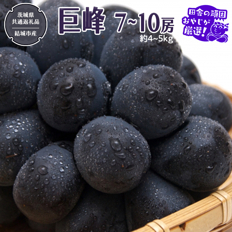 巨峰 約4～5kg 7～10房 【2025年8月より発送開始】（茨城県共
