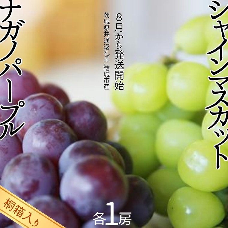 【 桐箱入り 】 シャインマスカット 1房 と ナガノパープル