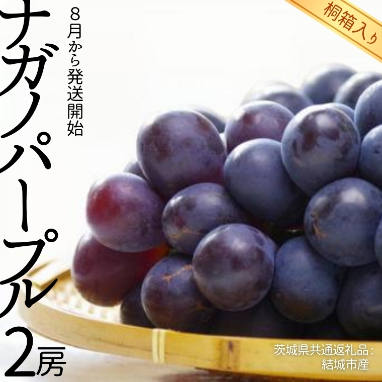 【 桐箱入り 】 ナガノパープル 2房 【2026年8月から発送開始