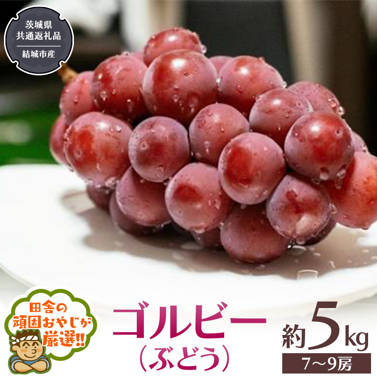 ゴルビー （ ぶどう ） 約5キロ（7～9房）【2025年9月から発