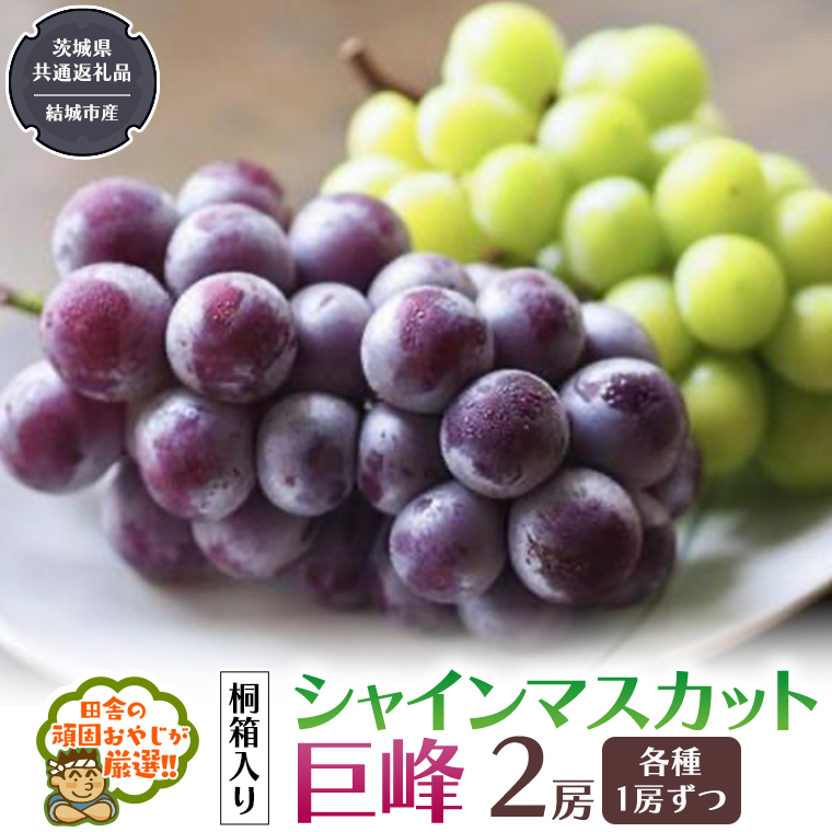 【 桐箱入り 】 シャインマスカッ トと 巨峰 （各種1房ずつ